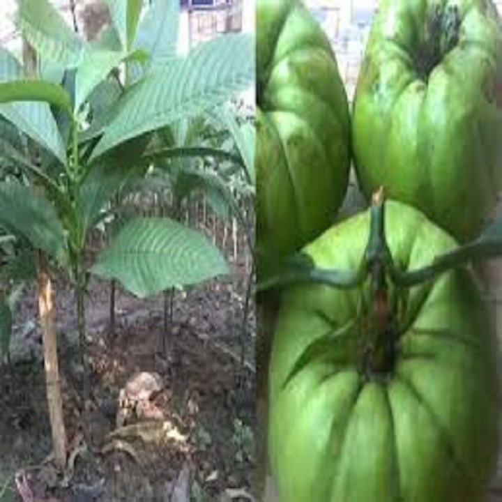 CÂY GIỐNG CÂY TAI CHUA  CAO SẢN, DÒNG QUẢ SỚM, SIÊU KINH TẾ