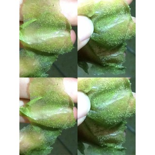 BỘT LỘT MỤN TRÀ XANH MATCHA