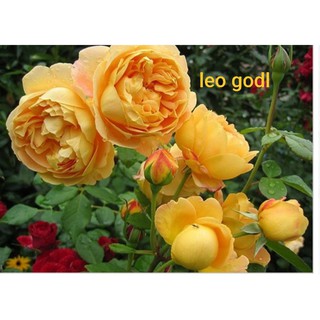 Cành Chiết Hoa Hồng Ngoại Golden ( Giống Hoa Hồng)