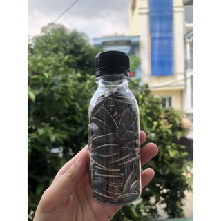 Hạt hướng dương lớn cho hamster 🐹
