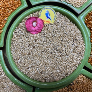 1kg Hạt láng dài cho chim vẹt, yến hót, yến phụng, lovebird, cockatiel, manh manh, yến hót, sắc nhật...