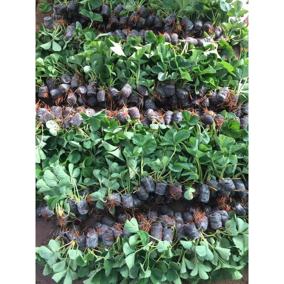 COMBO 3 dâu tây hàn