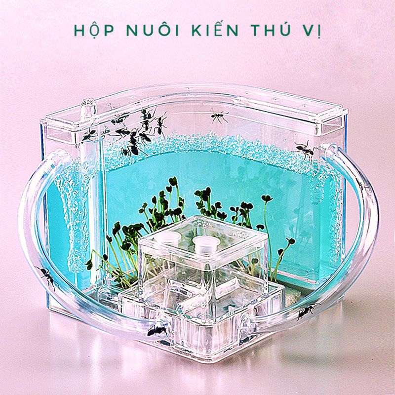 BỂ NUÔI KIẾN CẢNH CỰC THÚ VỊ, không cần phải cho ăn, nhìn kiến đào tổ.