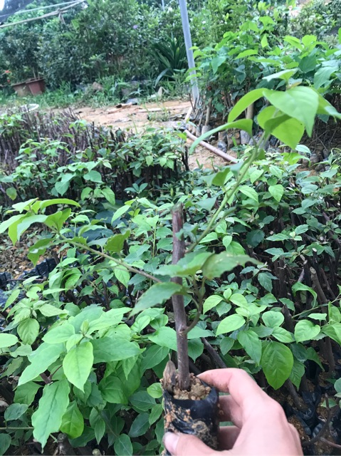 Cây hoa giấy giống 2 màu trắng hồng