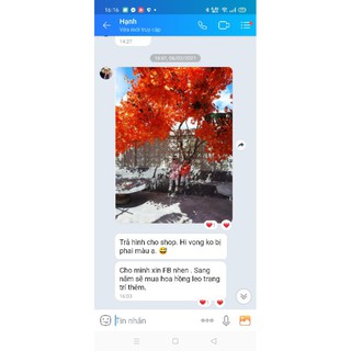 Lá phong đỏ. bó 12 cành 75k