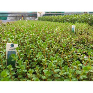Cây thủy sinh vẩy ốc siêu đỏ ( lá cạn)
