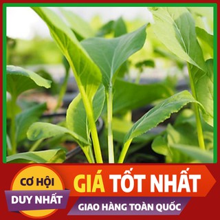 Hạt giống Cải Ngọt Cọng Xanh - rau ăn lá ngắn ngày