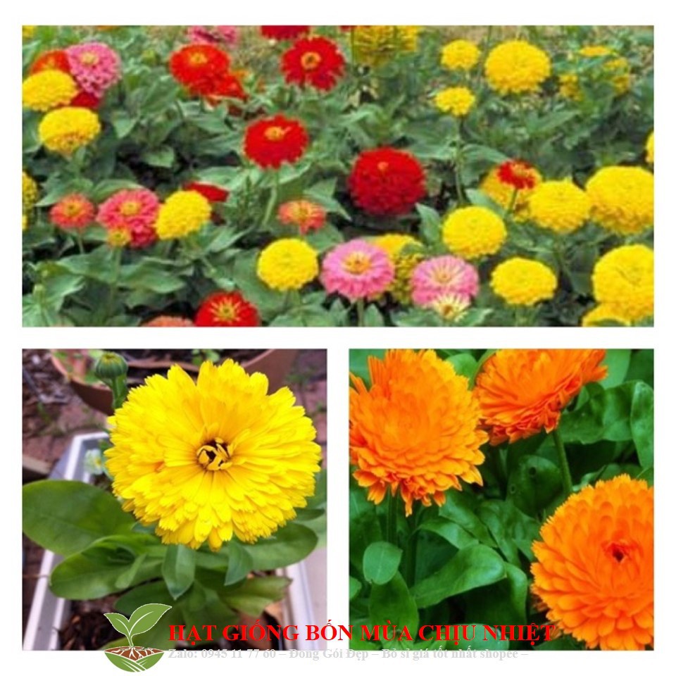 Hạt giống Cúc SUSI (tặng kèm phân bón)