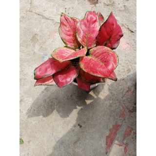 Cây Hồng Phát Lộc