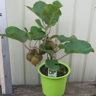 Cây giống Kiwi