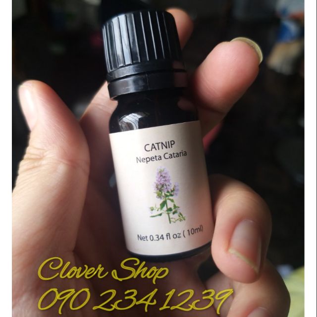 Tinh dầu cỏ mèo catnip