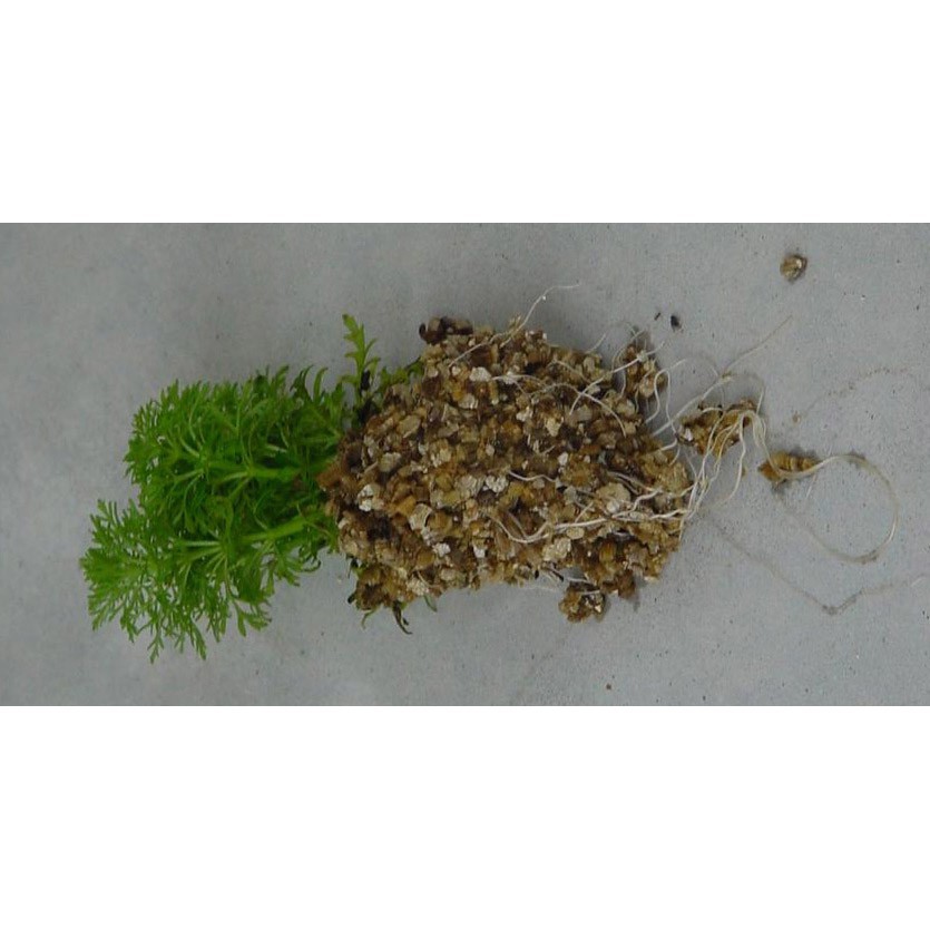 Giảm giá  Vermiculite -1kg ( 10 lít) ươm cây làm vườn tốt nhất rẻ đẹp