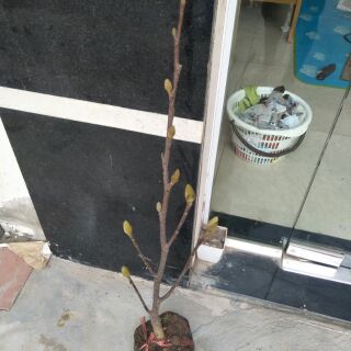 HÓT.THANH LÍ GIỐNG MỘC LAN ĐANG CÓ HOA..