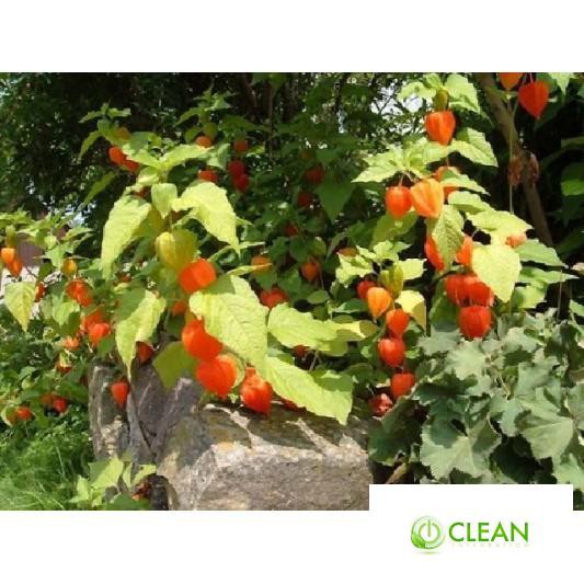 Hạt giống Anh đào đất, cây Thù dù, cây Tầm bóp