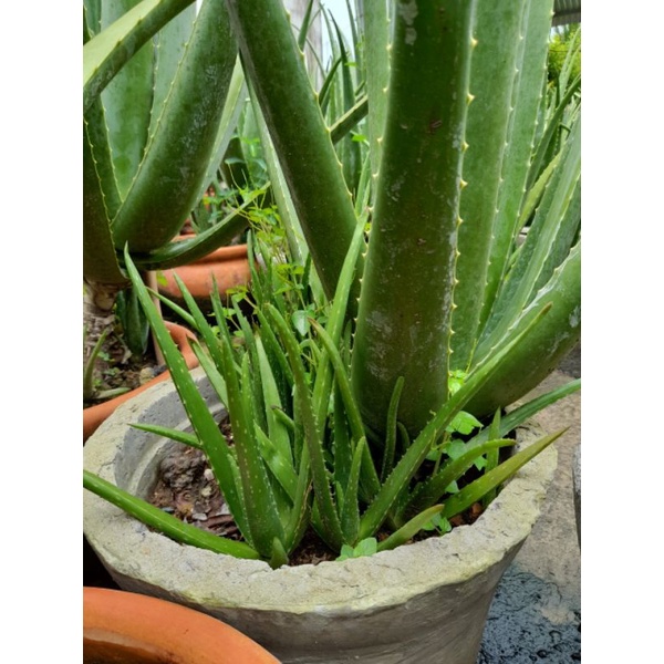 combo 20 cây giống nha đam mỹ. cây cao 20-30cm (tặng 2 cây)