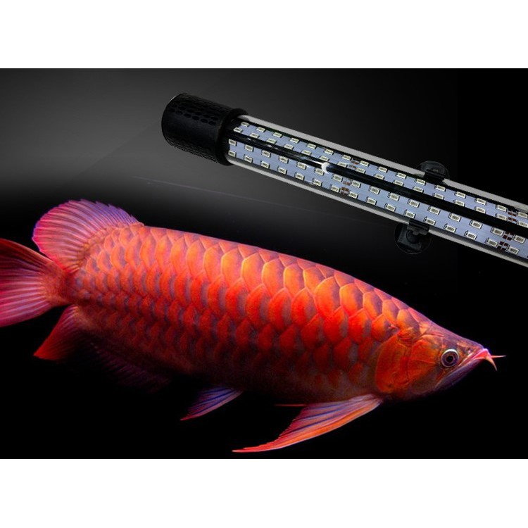 Đèn Led Cao cấp tăng màu cho huyết Long, Bối Vàng và Cá Koi 80-100-120-150-180cm kyanhkoifarm.com