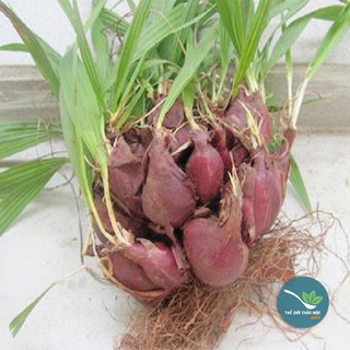 Sâm Đại Hành -tỏi đỏ- 1KG - TM151