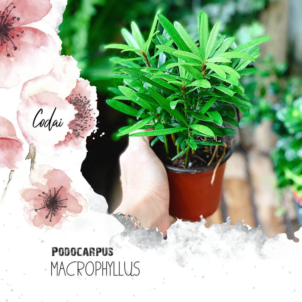 Cây Tùng La Hán (Podocarpus macrophyllus) chậu nhựa