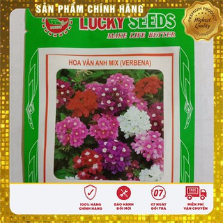 Hạt Giống Hoa Vân Anh ( VEBERNA)