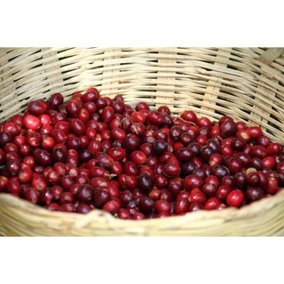 CÀ PHÊ MÊ TRANG (100% hạt Arabica)