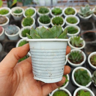 Sen đá thược dược xanh