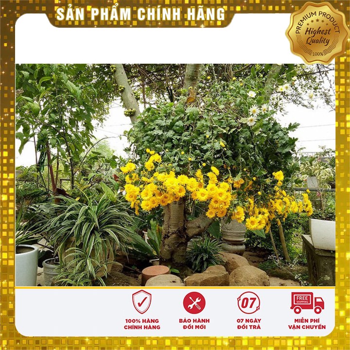 Hạt giống hoa cúc rủ LUCKY SEEDS