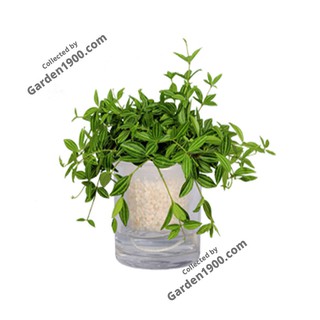 Cây Bình An Thủy Sinh - Cây Thủy Sinh Trang Trí Hiên Nhà - Garden1900