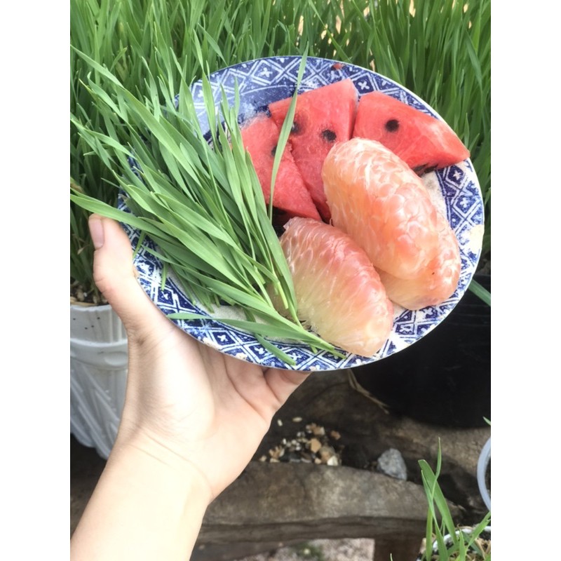 hạt giống cỏ lúa mì úc non gmo( food grade)