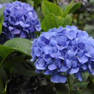 10H - Hạt giống hoa Cẩm Tú Cầu nhiều màu nhập khẩu Nhật Bản