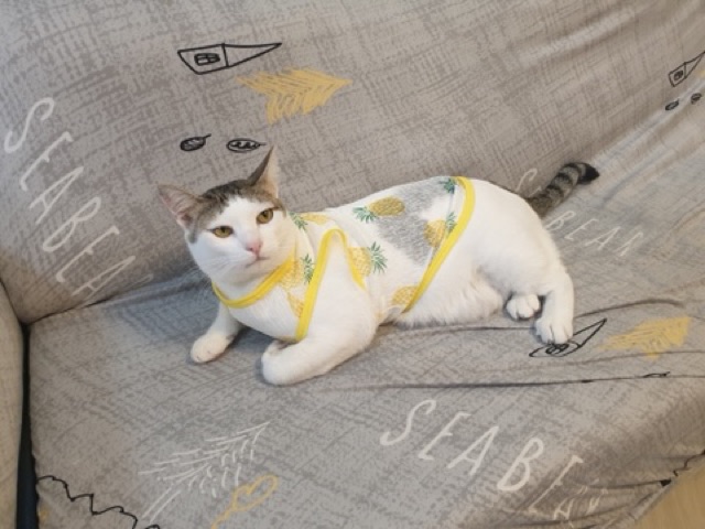 Áo ba lỗ vệt xước cho chó mèo thú cưng