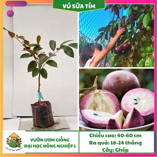 Cây giống vú sữa tím f1, giống vú sữa tím đại học nông nghiệp Hà Nội, Cây vú sữa tím ghép cao 25cm - 35cm