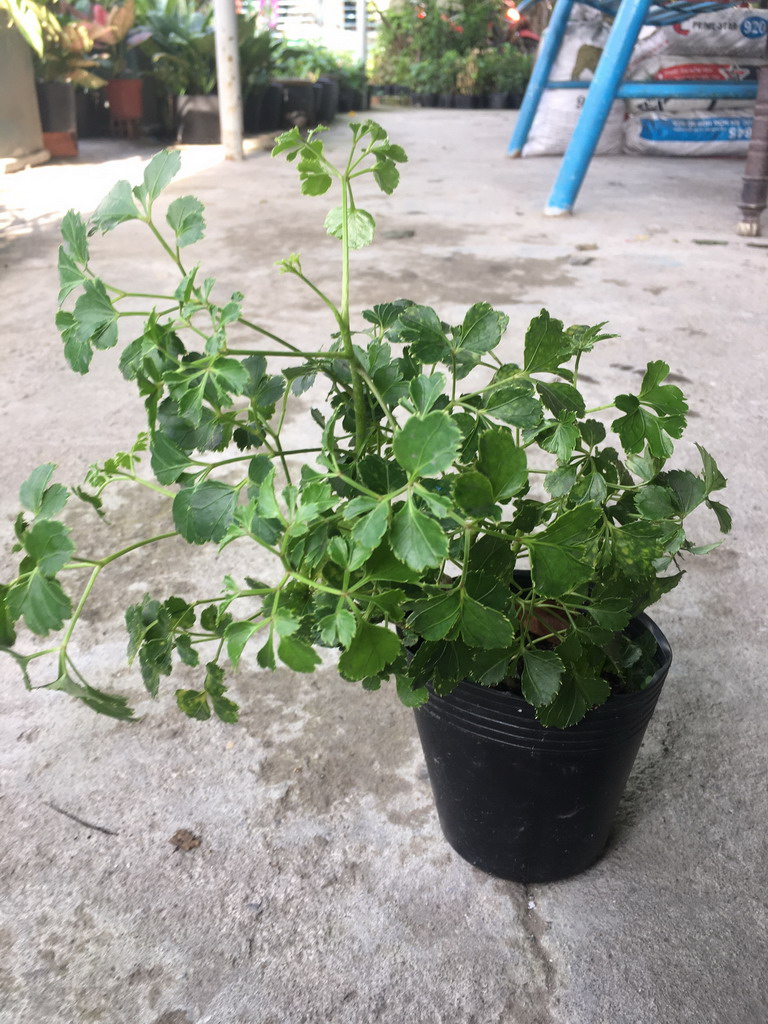 Cây đinh lăng lá lớn - Đinh lăng phong thủy