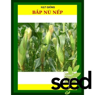 100G - Hạt Giống Bắp Nếp Nù