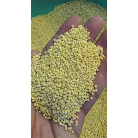 Kê trứng dành cho chim vẹt gói 500g và 1kg