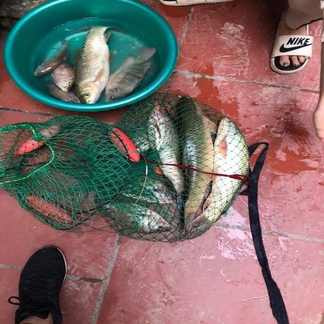 Mồi Chép Siêu Tốc, Mồi Câu Đài Cao Mồi Cực Kì Thơm