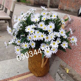 Cúc Hoạ Mi cao cấp giống thật