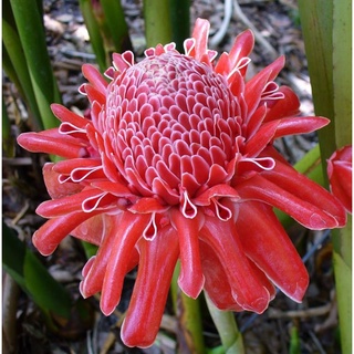 Củ sen đa lộc ( cây sen cạn đa lộc)