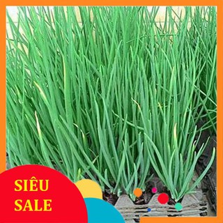 1g Hạt giống Hành lá VIETPHAT