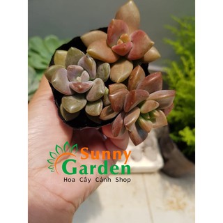 Sen Đá Nâu 3 Loại, 3 Màu Trong 1 Chậu
