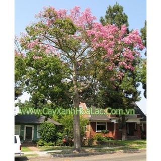 CÂY GIỐNG HOA MỸNHÂN ( Cây Gạo Hồng)