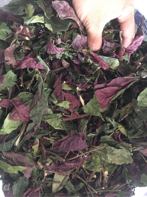 [GIÁ BUÔN] 1kg Lá đơn đỏ trị mẩn ngứa (khô sạch) | BigBuy360 - bigbuy360.vn