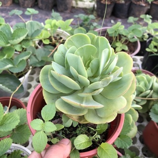 Sen bèo nhật gốc thụ
