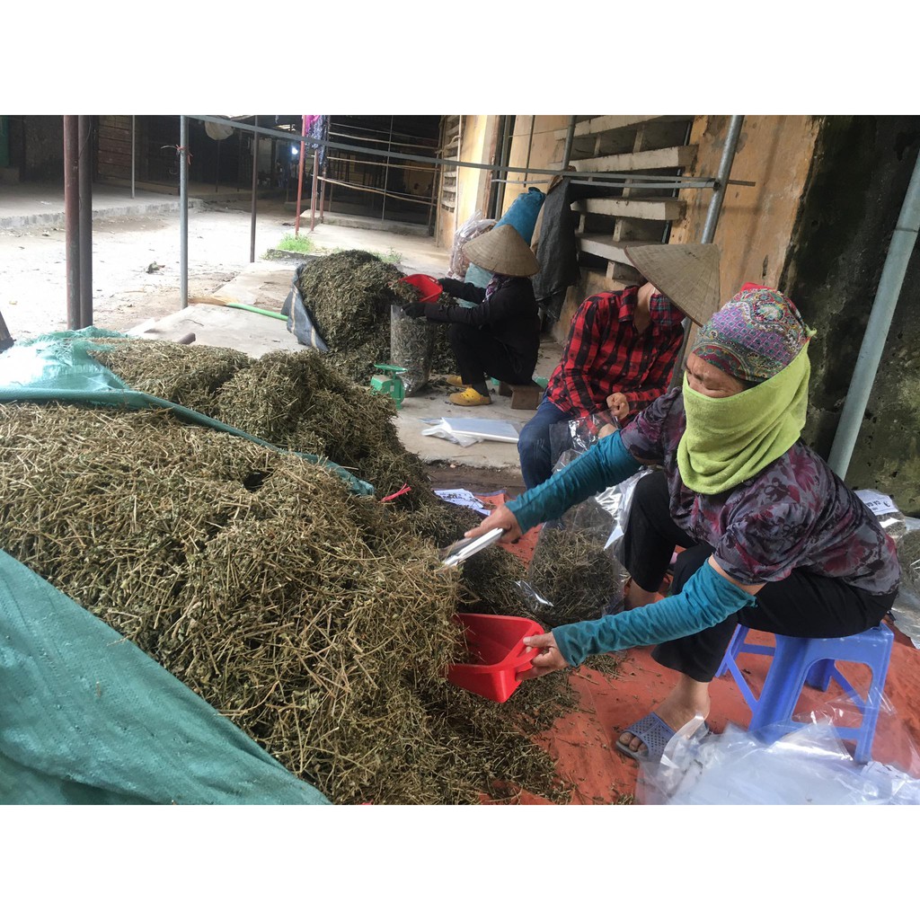 [Mã 267FMCGSALE giảm 8% đơn 500K] 1KG CÀ GAI LEO HÒA BÌNH (SẠCH, THƠM, ĐÃ LỌC VỤN) | BigBuy360 - bigbuy360.vn