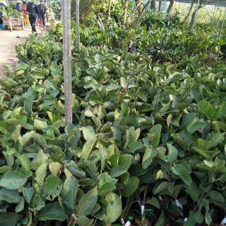 Cây giống ổi Ruby Thái