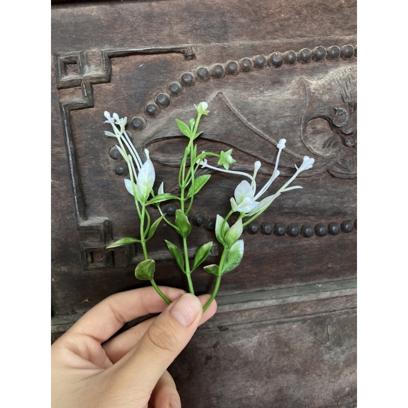 Râu điểm 3 nhánh