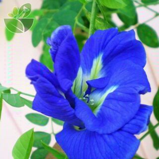 Cây hoa đậu biếc cánh kép ( cây hình 2 )