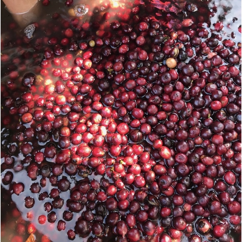 (Siêu Vocher) Robusta chế biến honey rang mộc hoàn toàn_ Cafein cao_hậu ngọt vị thơm kéo dài | BigBuy360 - bigbuy360.vn