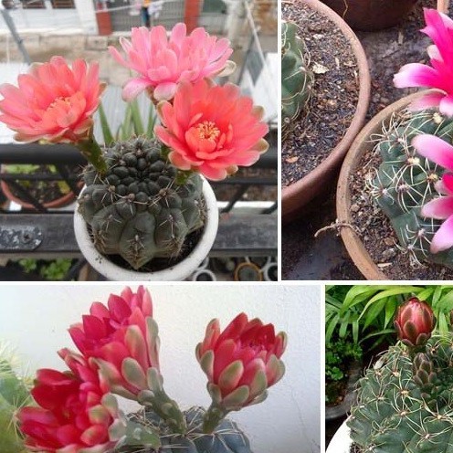 Xương rồng Thần Long size 4-6cm