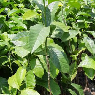 Cây dổi ghép giống