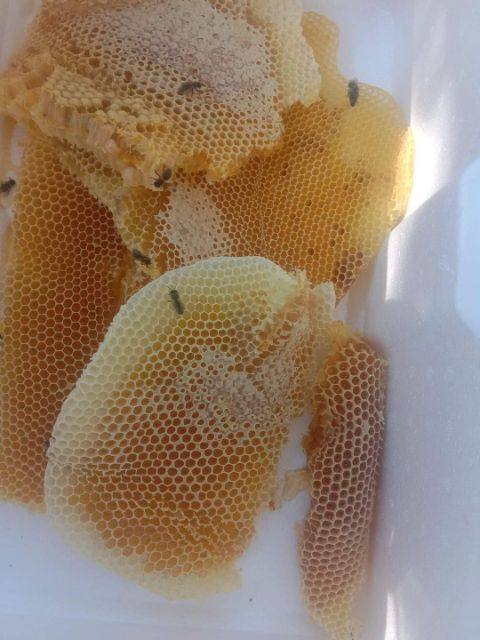 [ Hàng xịn bao test ] Mật ong rừng nguyên sáp hộp 800g
